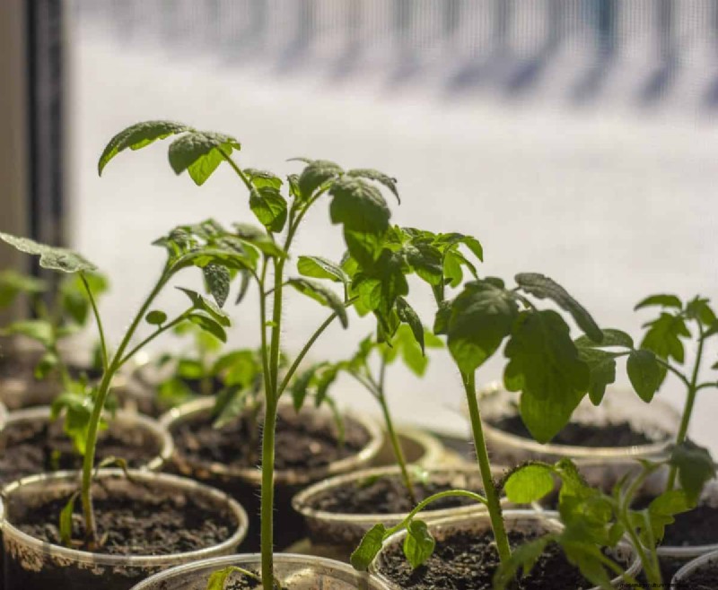 Vroeg beginnen met zaad:een gids voor een overvloedige tuin 