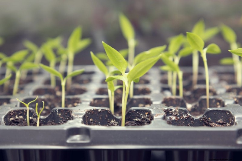 Vroeg beginnen met zaad:een gids voor een overvloedige tuin 