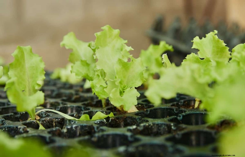 Vroeg beginnen met zaad:een gids voor een overvloedige tuin 