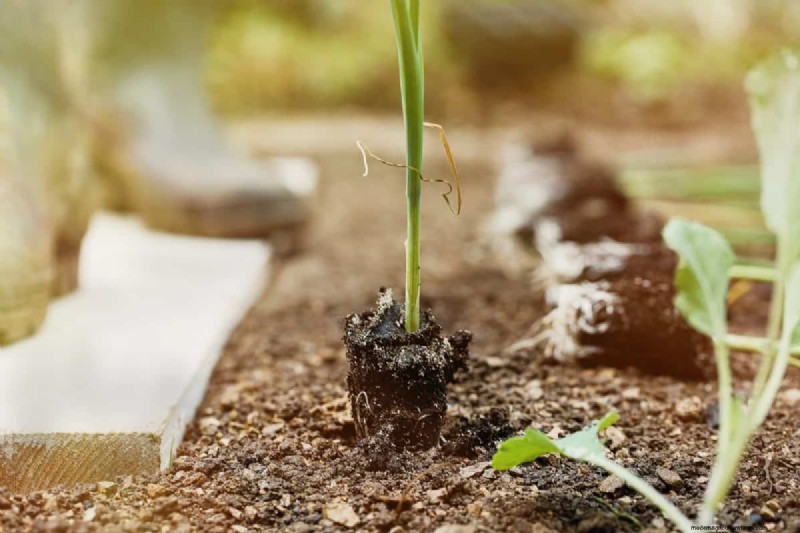 Vroeg beginnen met zaad:een gids voor een overvloedige tuin 