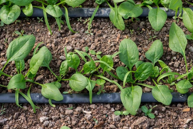 Vroeg beginnen met zaad:een gids voor een overvloedige tuin 
