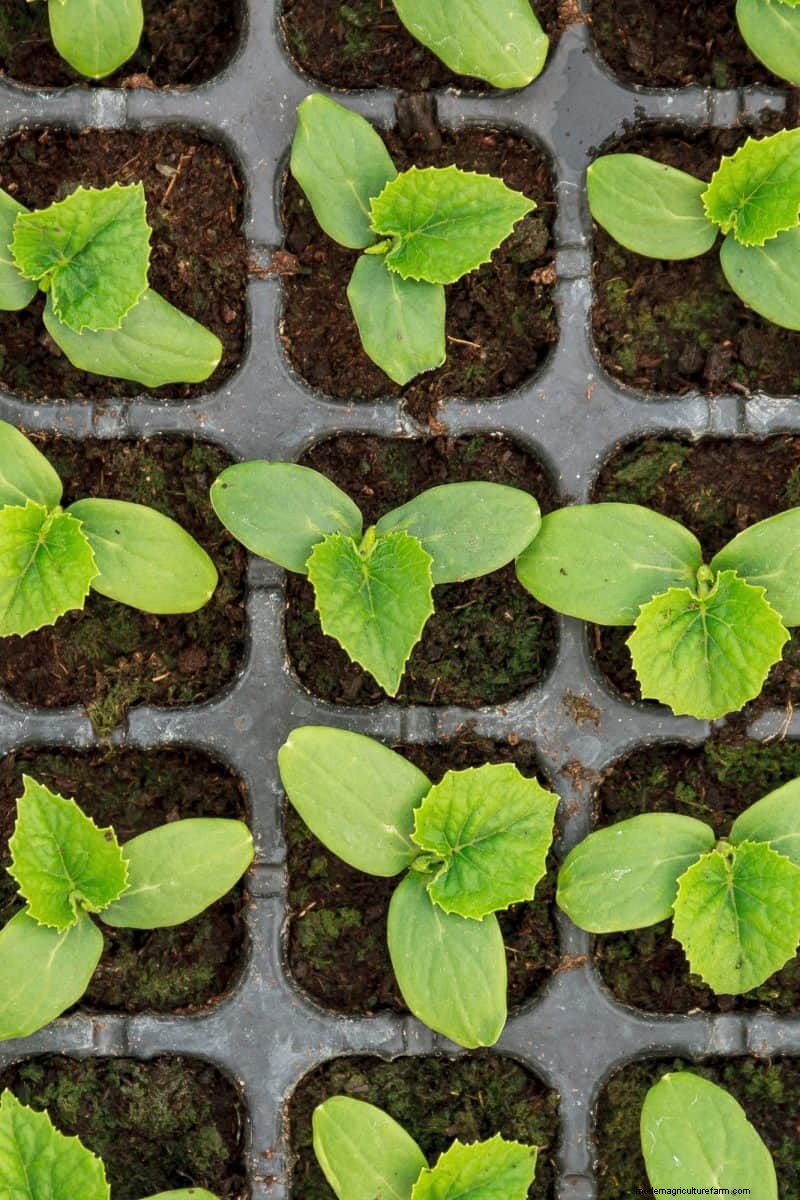 Vroeg beginnen met zaad:een gids voor een overvloedige tuin 