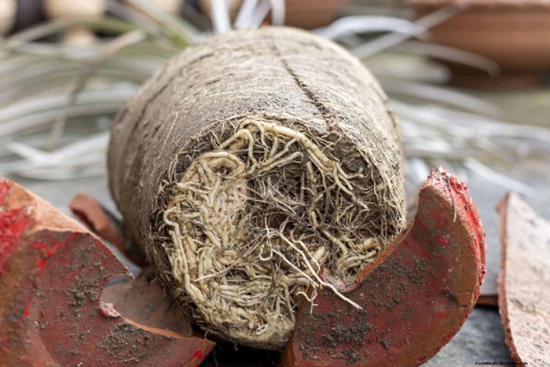 湿気を好む植物に植え替えが必要な 21 の兆候 