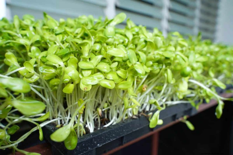 湿気を好む植物に植え替えが必要な 21 の兆候 