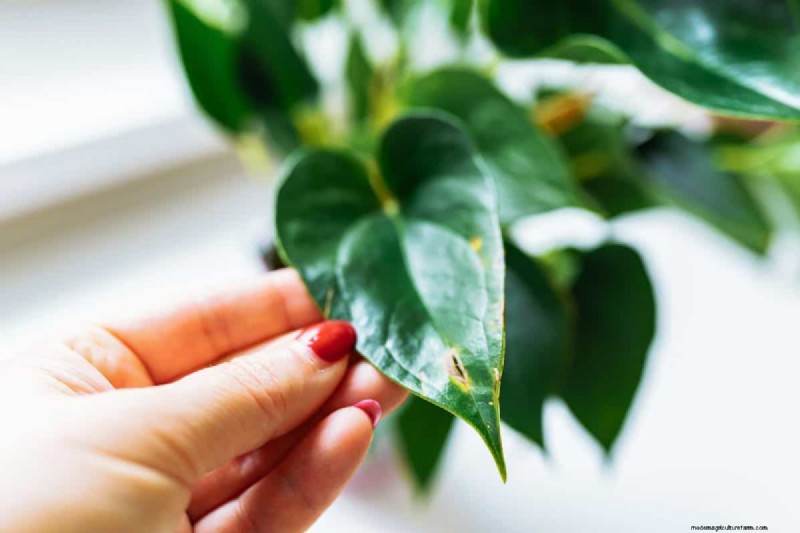 湿気を好む植物に植え替えが必要な 21 の兆候 