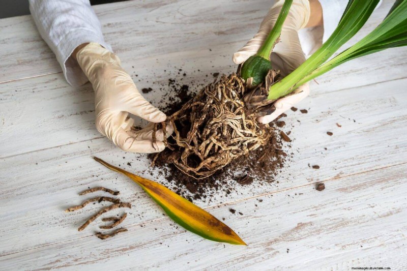 湿気を好む植物に植え替えが必要な 21 の兆候 