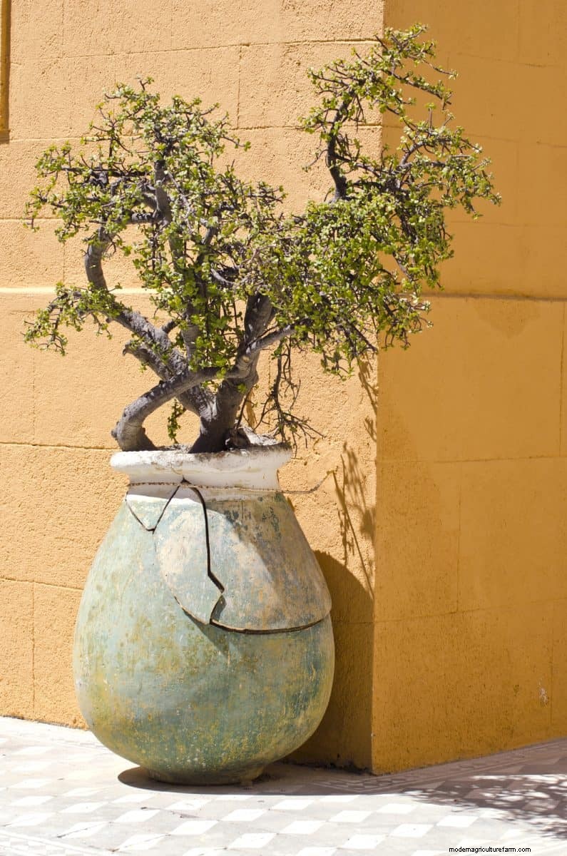 湿気を好む植物に植え替えが必要な 21 の兆候 