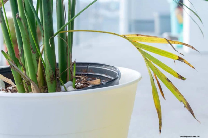 湿気を好む植物に植え替えが必要な 21 の兆候 