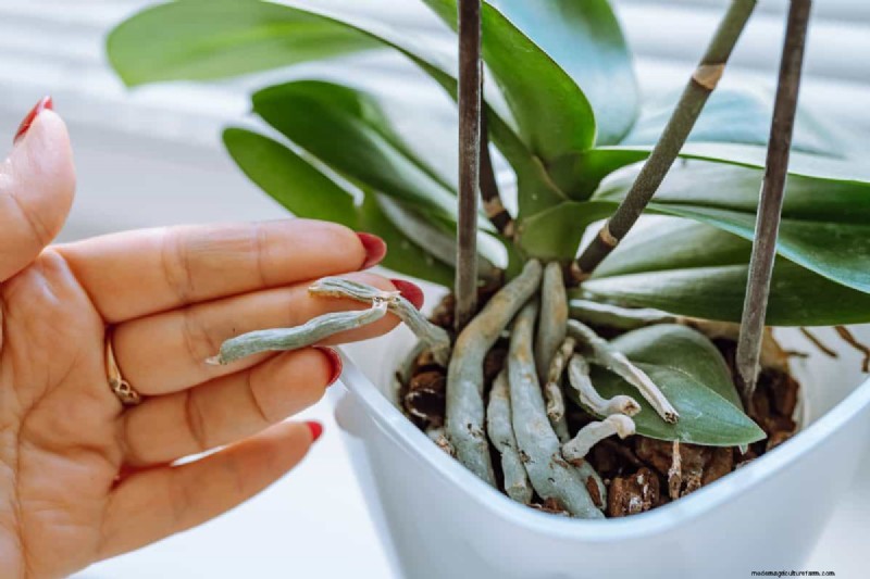 湿気を好む植物に植え替えが必要な 21 の兆候 