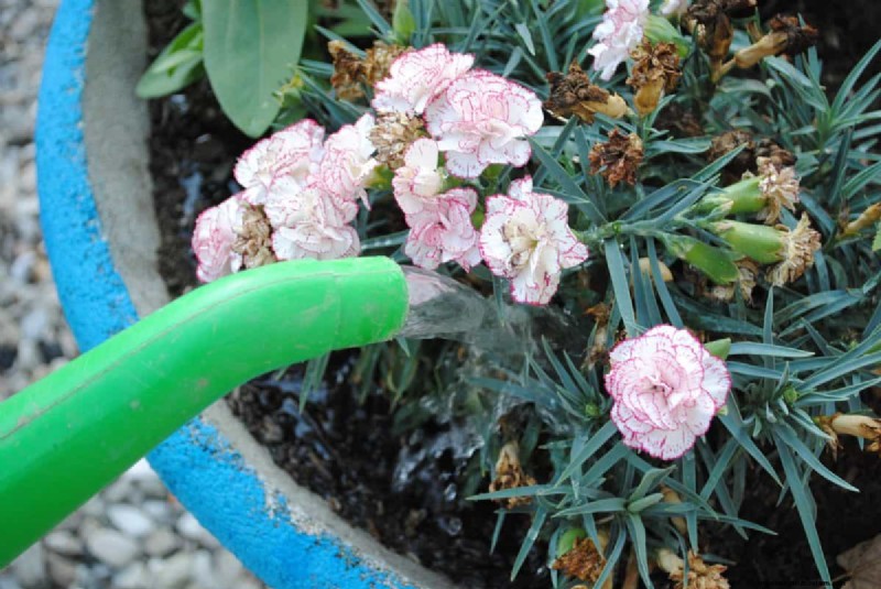 湿気を好む植物に植え替えが必要な 21 の兆候 