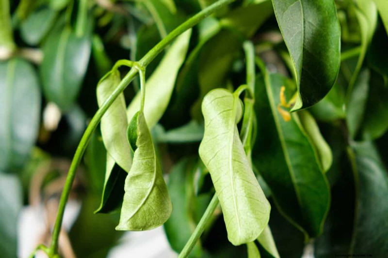湿気を好む植物に植え替えが必要な 21 の兆候 