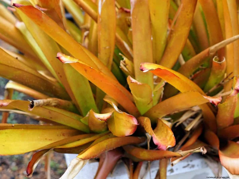 湿気を好む植物に植え替えが必要な 21 の兆候 