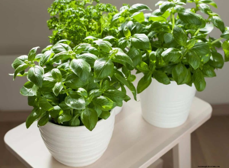 湿気を好む植物に植え替えが必要な 21 の兆候 