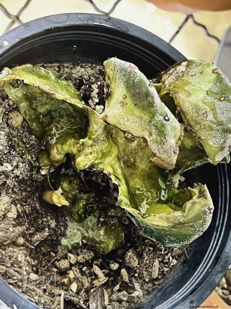 湿気を好む植物に植え替えが必要な 21 の兆候 