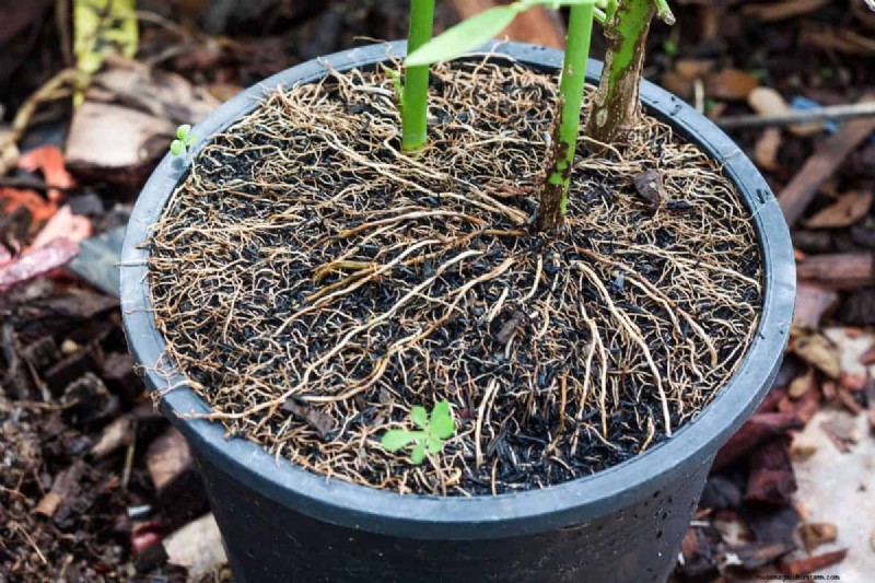 湿気を好む植物に植え替えが必要な 21 の兆候 
