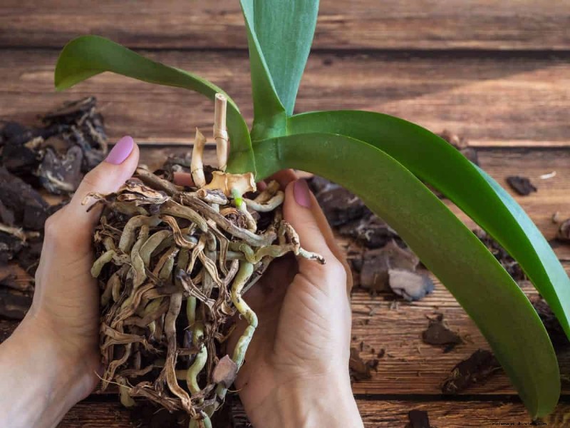 湿気を好む植物に植え替えが必要な 21 の兆候 
