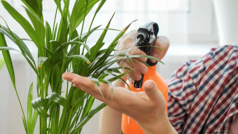 湿気を好む植物に植え替えが必要な 21 の兆候 