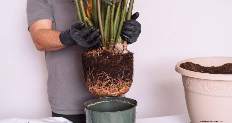 湿気を好む植物に植え替えが必要な 21 の兆候 