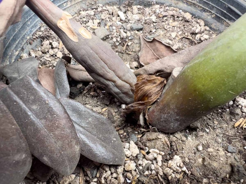 湿気を好む植物に植え替えが必要な 21 の兆候 