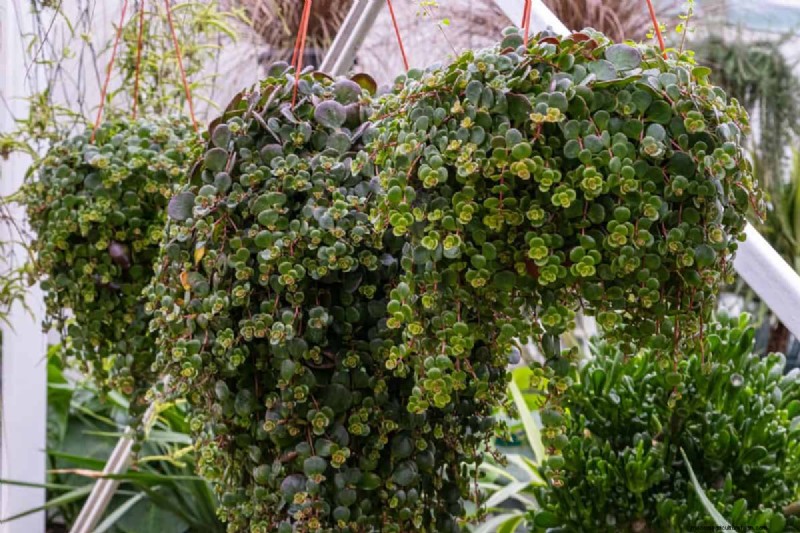 湿気を好む植物に植え替えが必要な 21 の兆候 