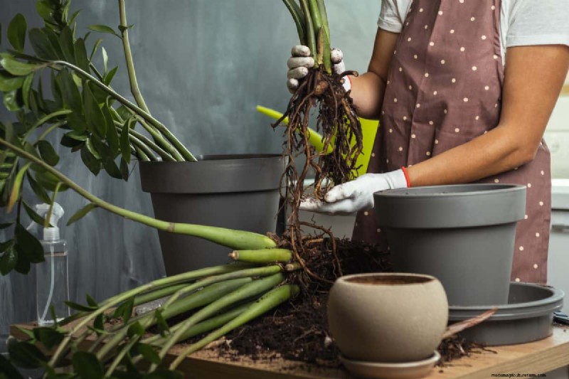 湿気を好む植物に植え替えが必要な 21 の兆候 