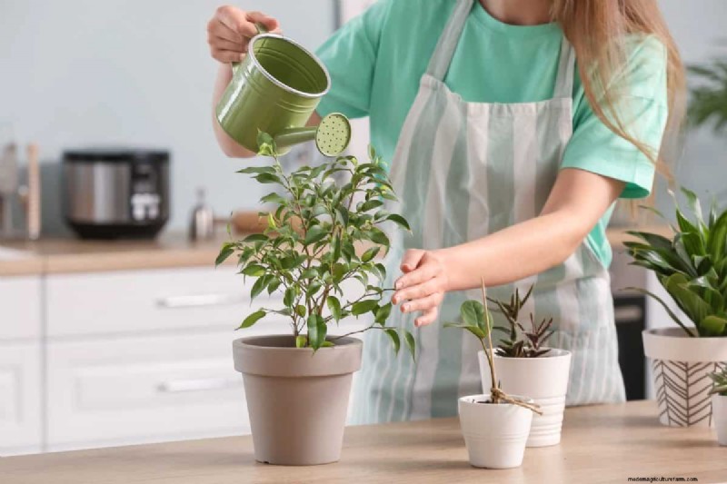 屋内植物の手入れ:避けるべき水やりの 25 の間違い 