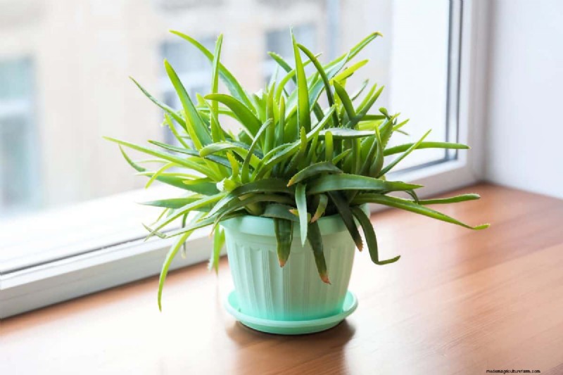 屋内植物の手入れ:避けるべき水やりの 25 の間違い 