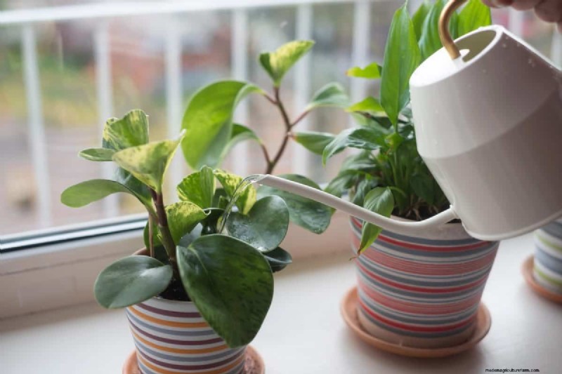 屋内植物の手入れ:避けるべき水やりの 25 の間違い 