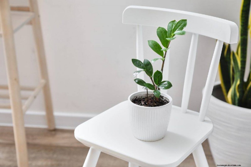 屋内植物の手入れ:避けるべき水やりの 25 の間違い 