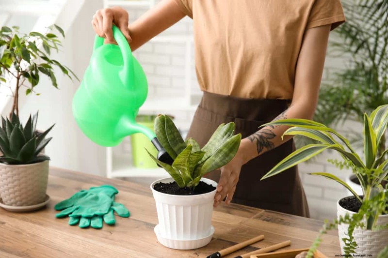 屋内植物の手入れ:避けるべき水やりの 25 の間違い 