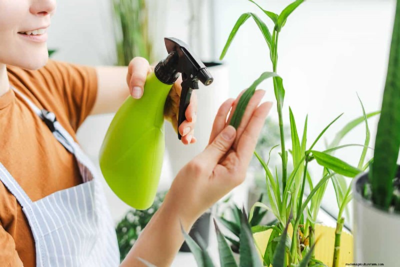 屋内植物の手入れ:避けるべき水やりの 25 の間違い 