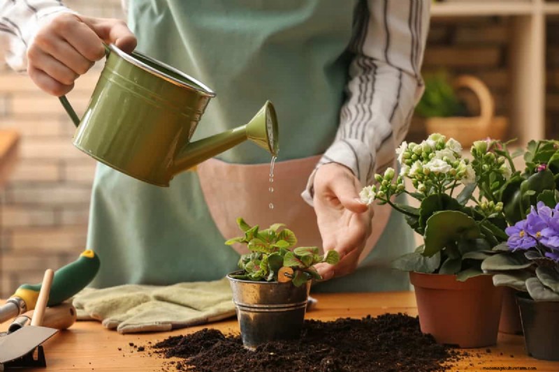 屋内植物の手入れ:避けるべき水やりの 25 の間違い 