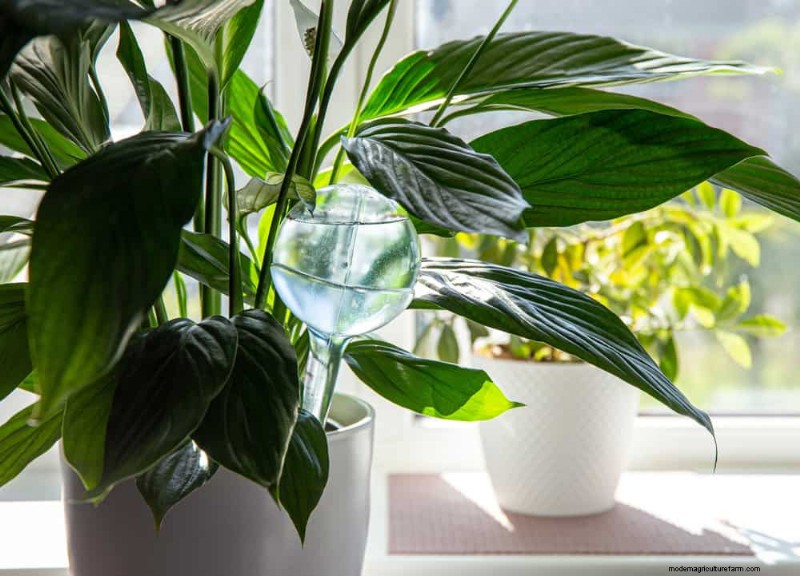 屋内植物の手入れ:避けるべき水やりの 25 の間違い 