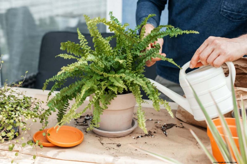 屋内植物の手入れ:避けるべき水やりの 25 の間違い 