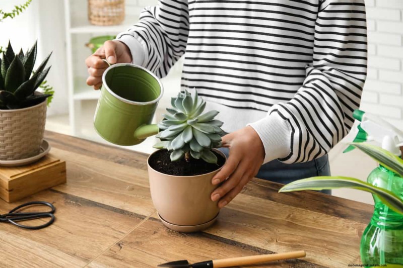 屋内植物の手入れ:避けるべき水やりの 25 の間違い 
