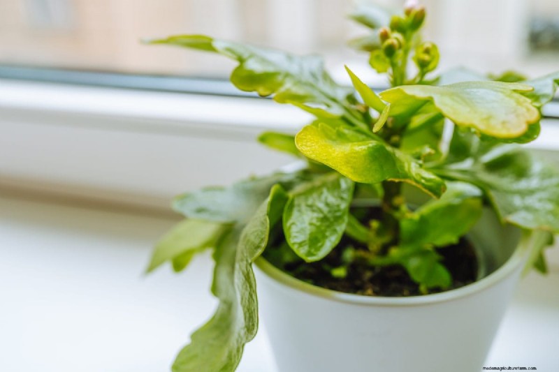 屋内植物の手入れ:避けるべき水やりの 25 の間違い 