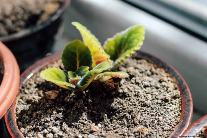 屋内植物の手入れ:避けるべき水やりの 25 の間違い 