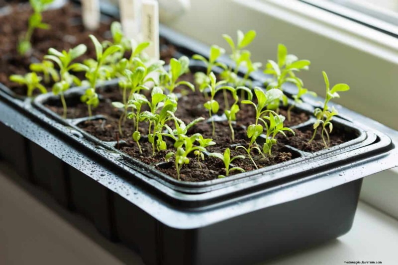 屋内植物の手入れ:避けるべき水やりの 25 の間違い 