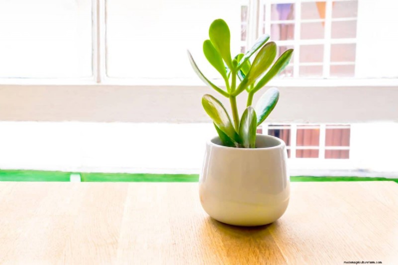 屋内植物の手入れ:避けるべき水やりの 25 の間違い 