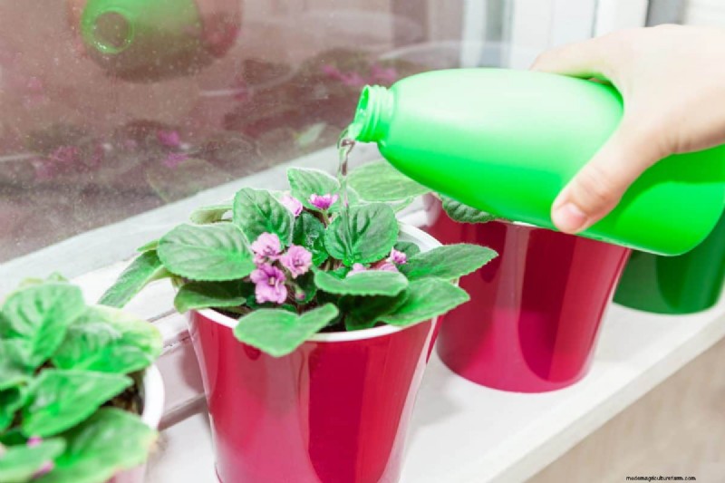 屋内植物の手入れ:避けるべき水やりの 25 の間違い 