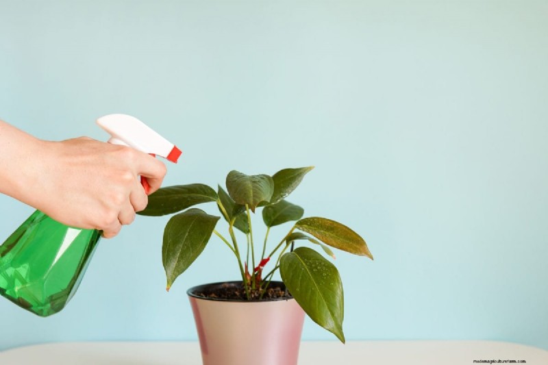 屋内植物の手入れ:避けるべき水やりの 25 の間違い 