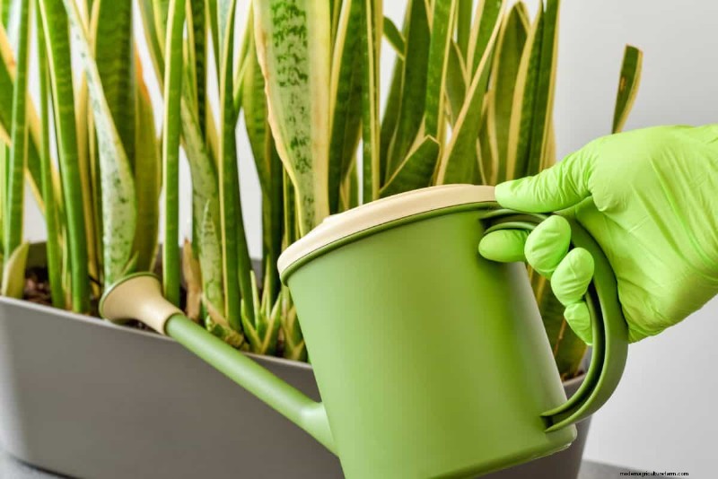 屋内植物の手入れ:避けるべき水やりの 25 の間違い 