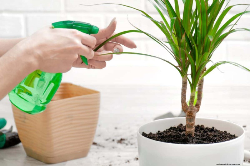 屋内植物の手入れ:避けるべき水やりの 25 の間違い 