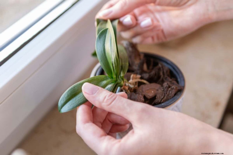 屋内植物の手入れ:避けるべき水やりの 25 の間違い 