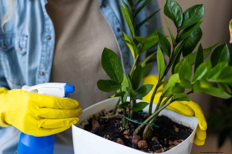 屋内植物の手入れ:避けるべき水やりの 25 の間違い 