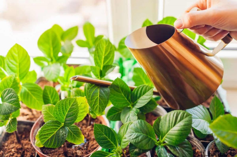 屋内植物の手入れ:避けるべき水やりの 25 の間違い 
