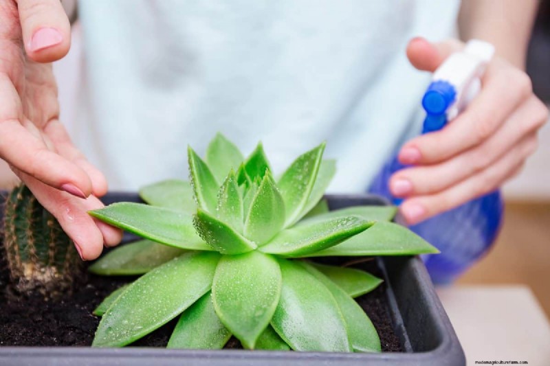 屋内植物の手入れ:避けるべき水やりの 25 の間違い 