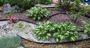 Pflanzenverträglichkeit:Gartenkonflikte vermeiden und Wachstum fördern 