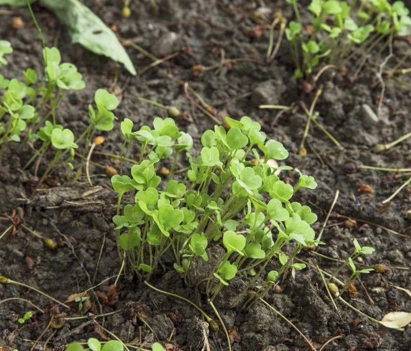 植物の互換性:庭での衝突を回避し、成長を促進 