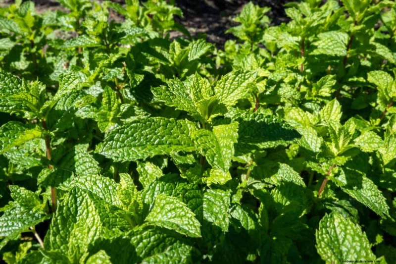 植物の互換性:庭での衝突を回避し、成長を促進 